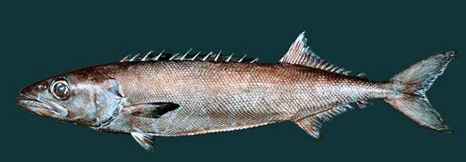 Ruvettus pretiosus_08.jpg